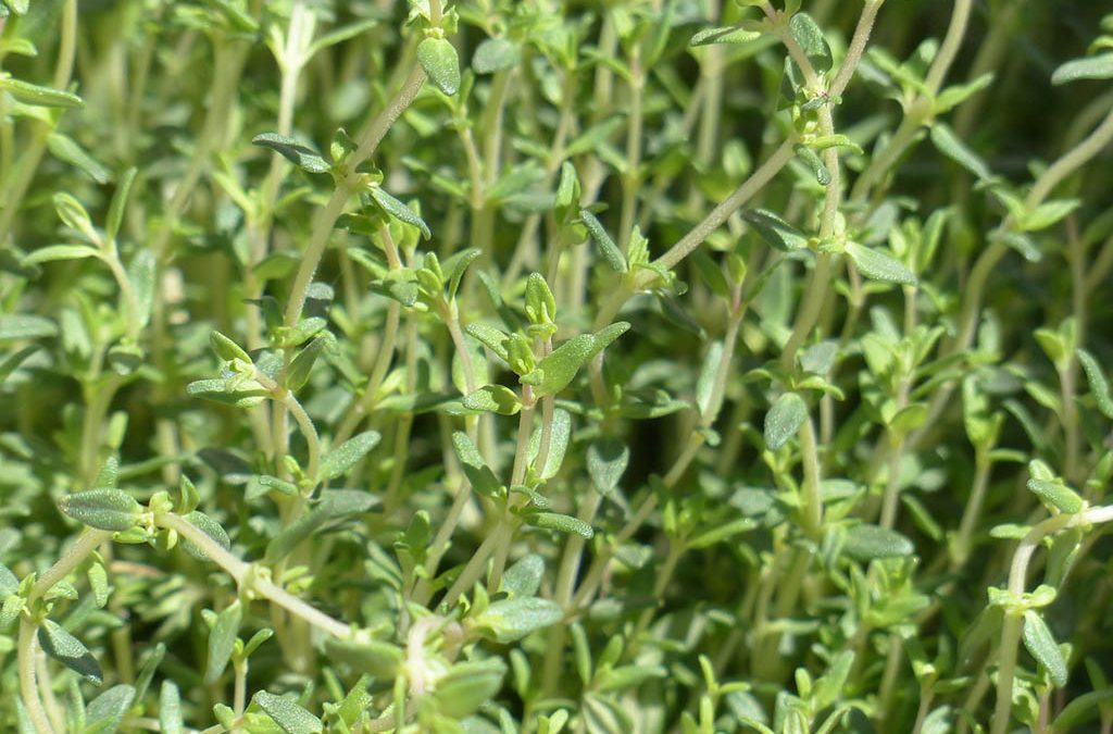 Kakukkfű (Thymus vulgaris): Felhasználás és Gyógyhatások